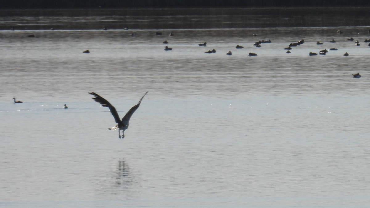 Fischadler - ML646310728