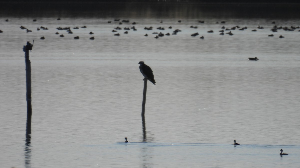 Fischadler - ML646310729