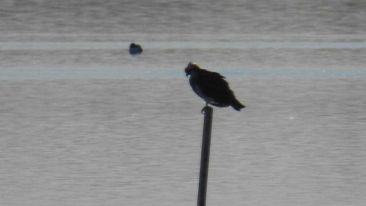 Fischadler - ML646310730