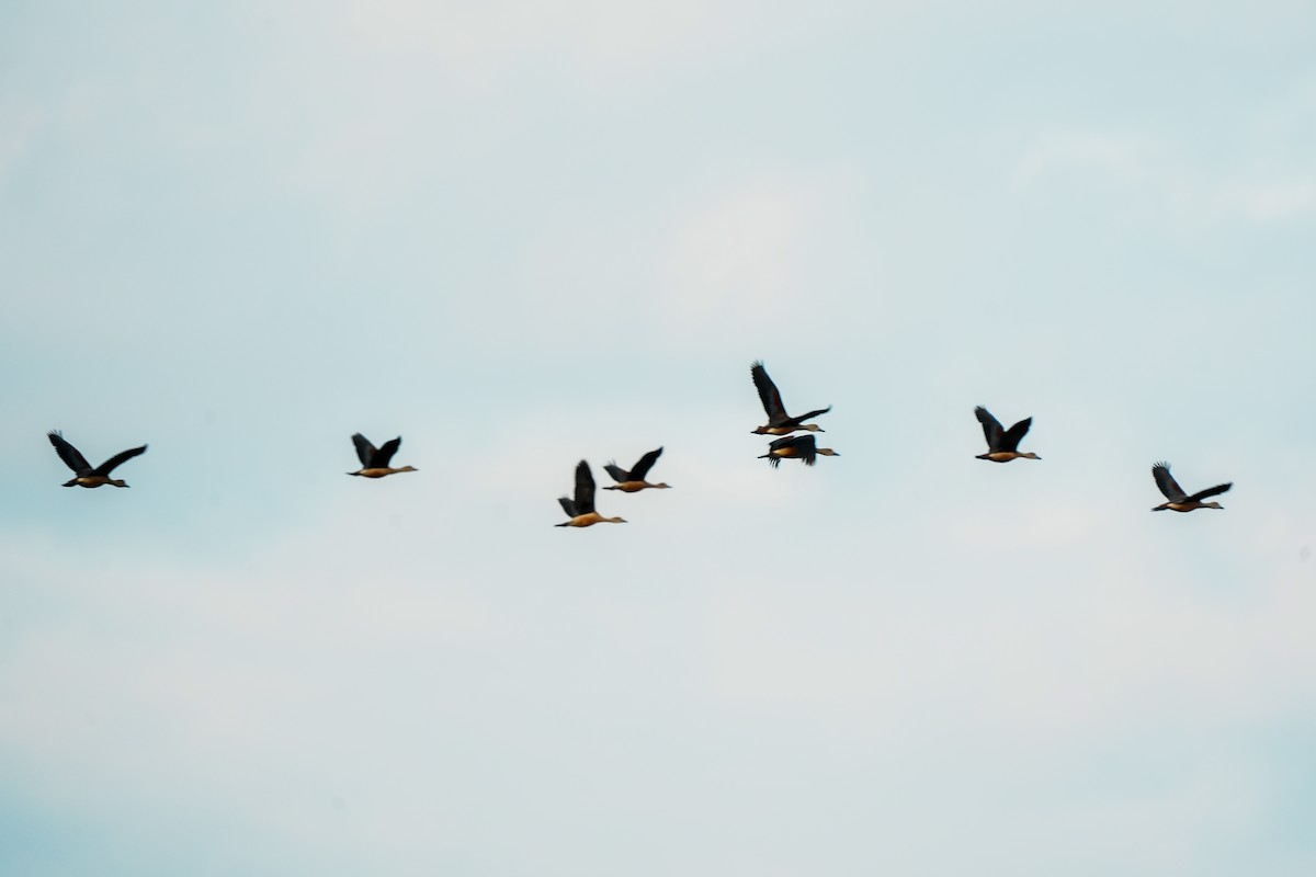 Javapfeifgans - ML646310734