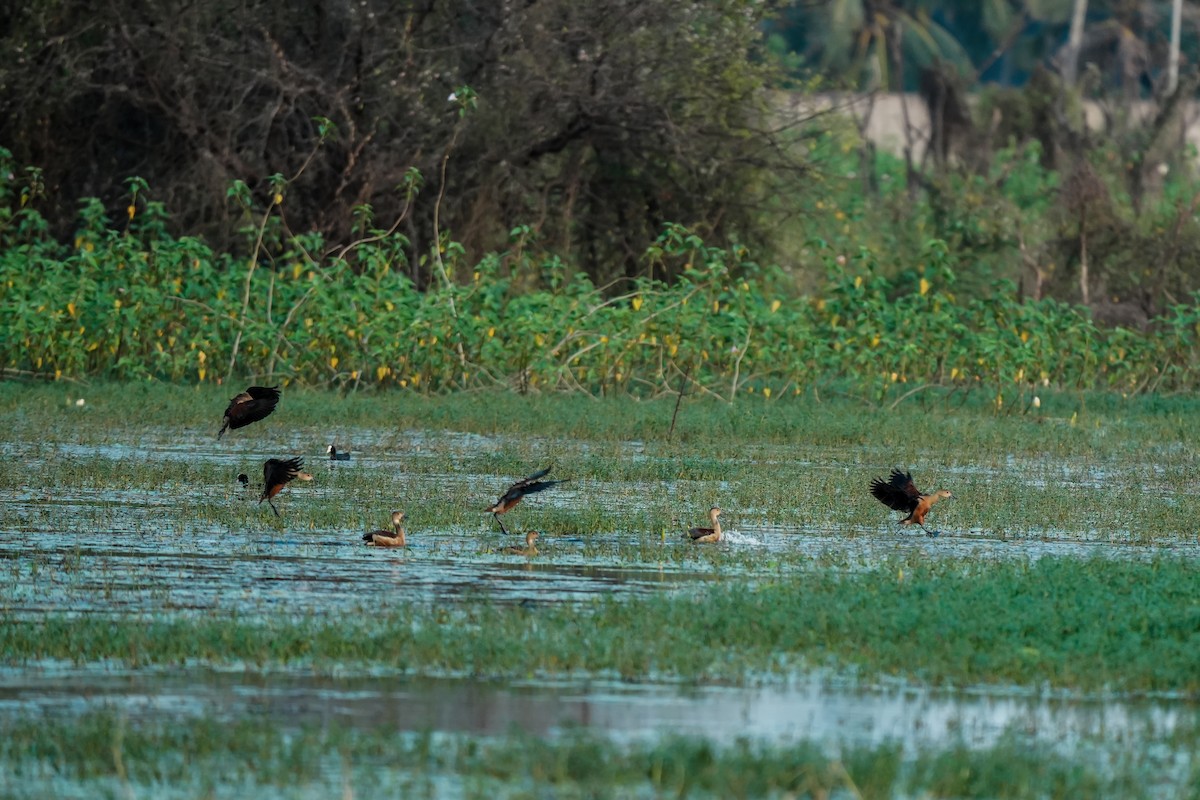 Javapfeifgans - ML646310735