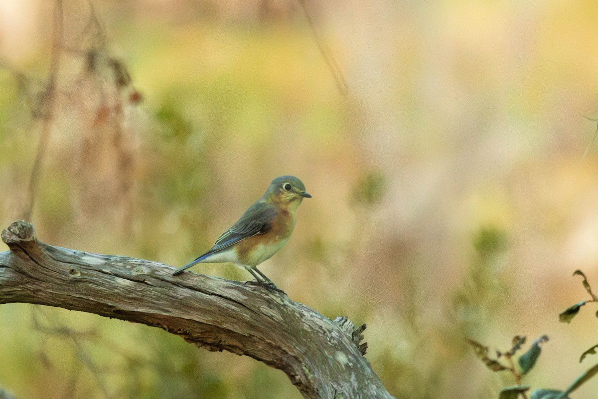 Rotkehl-Hüttensänger - ML646310736