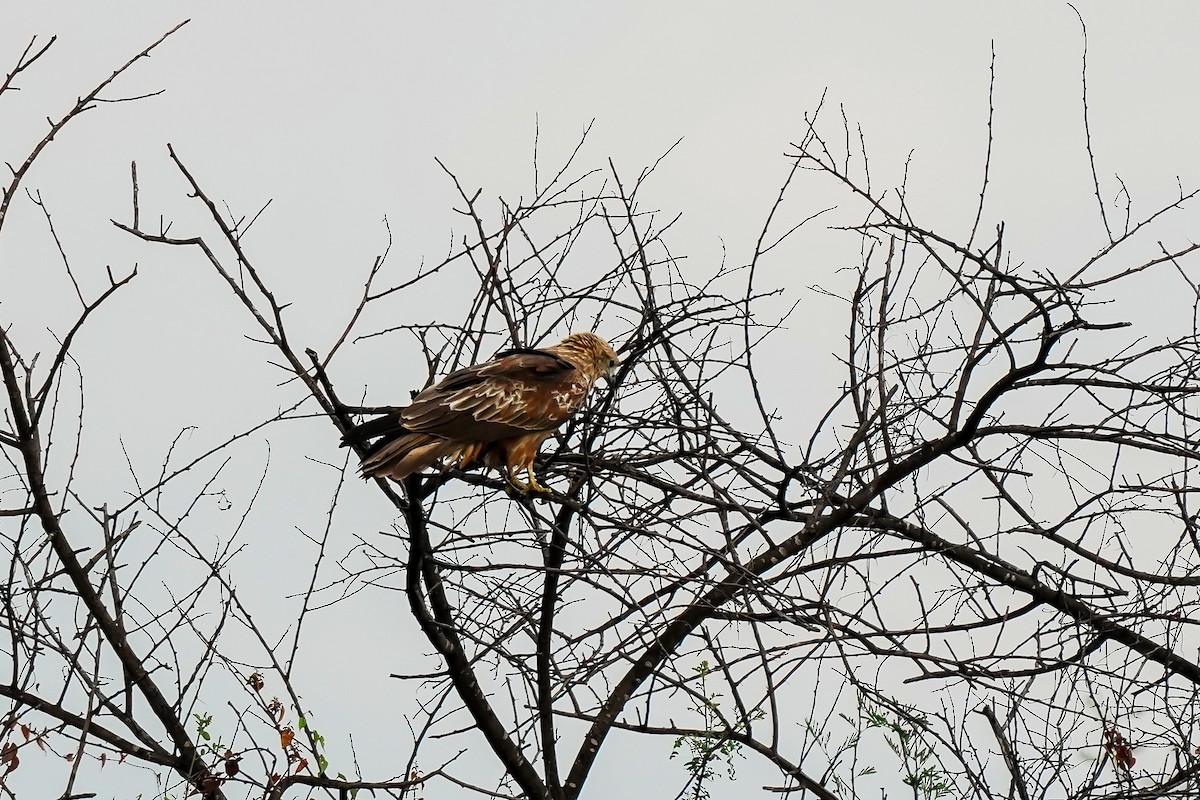 Brahminy Kite - ML646310740
