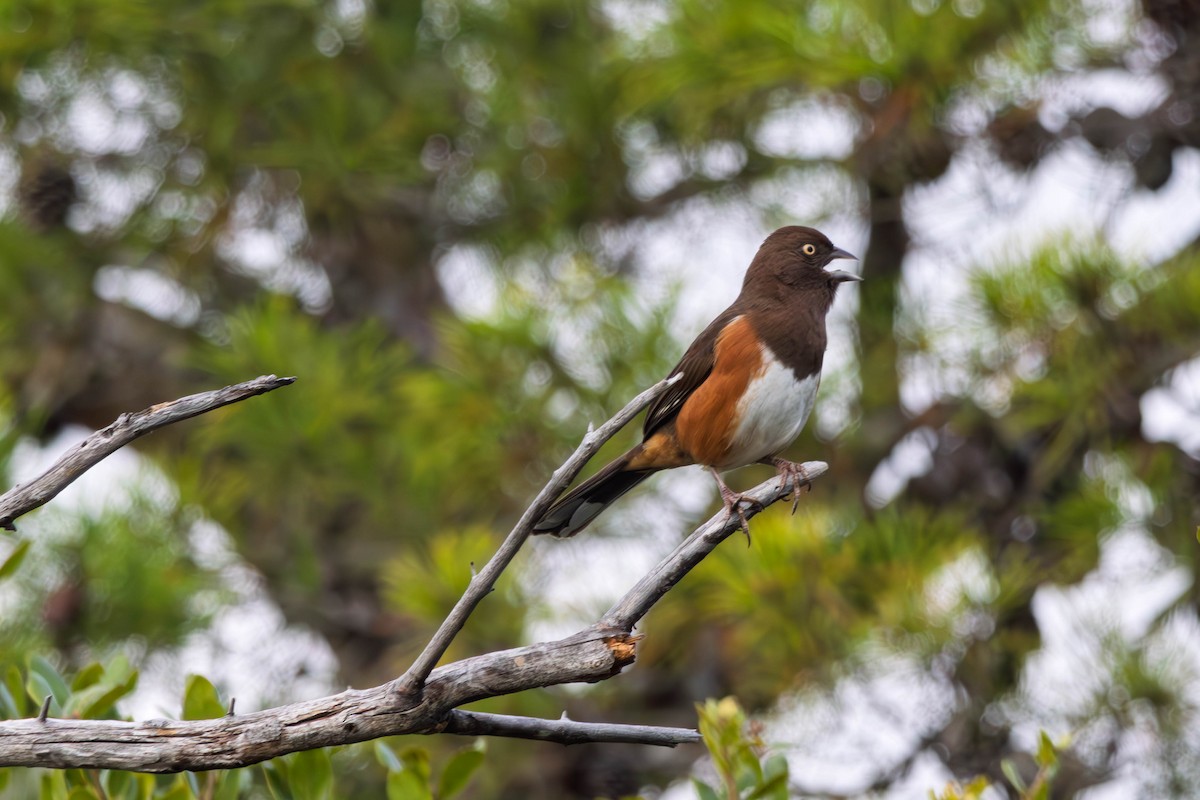 Eastern Towhee - ML646310742