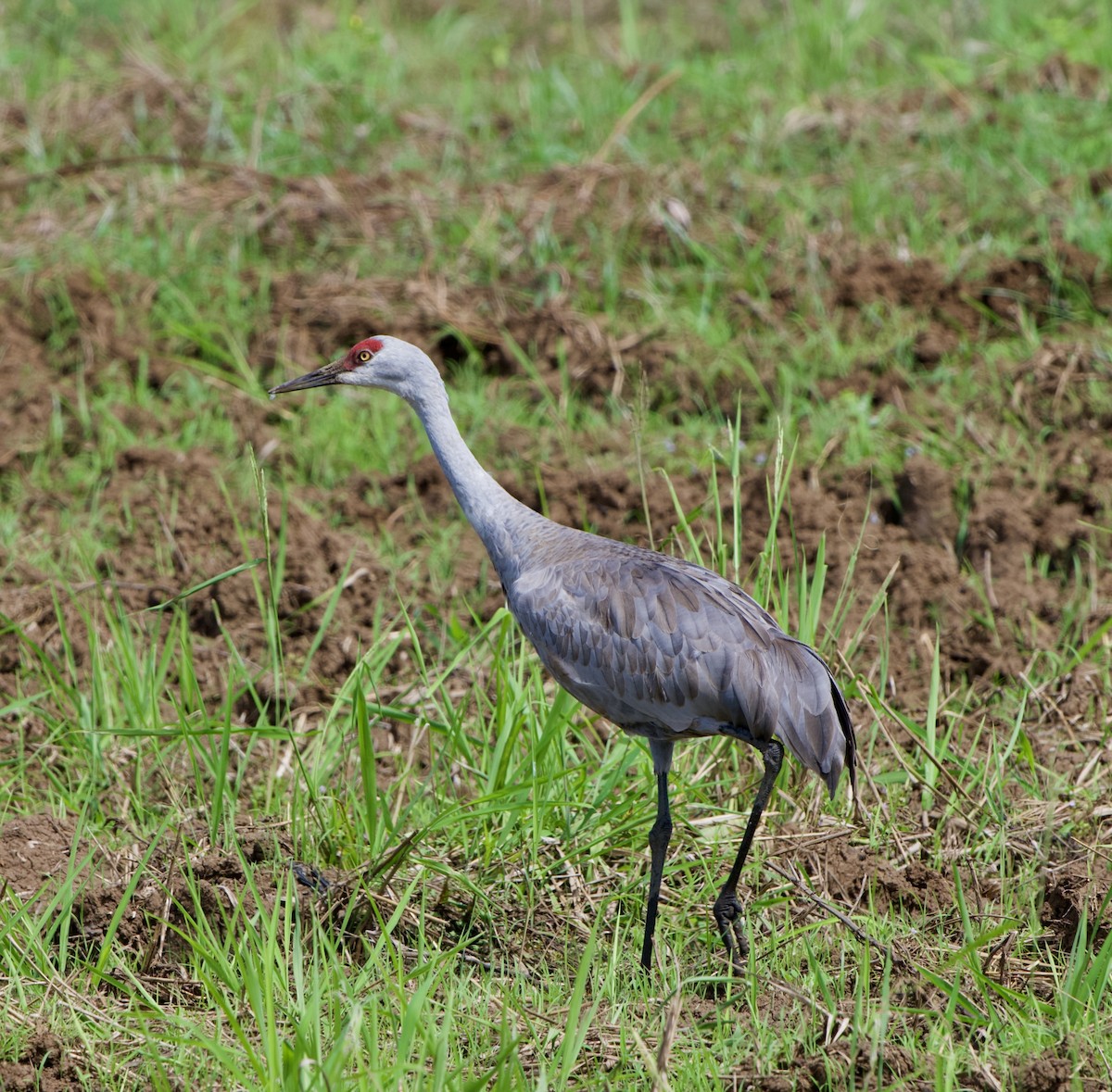 Sandhill Crane (Lesser) - ML646310754