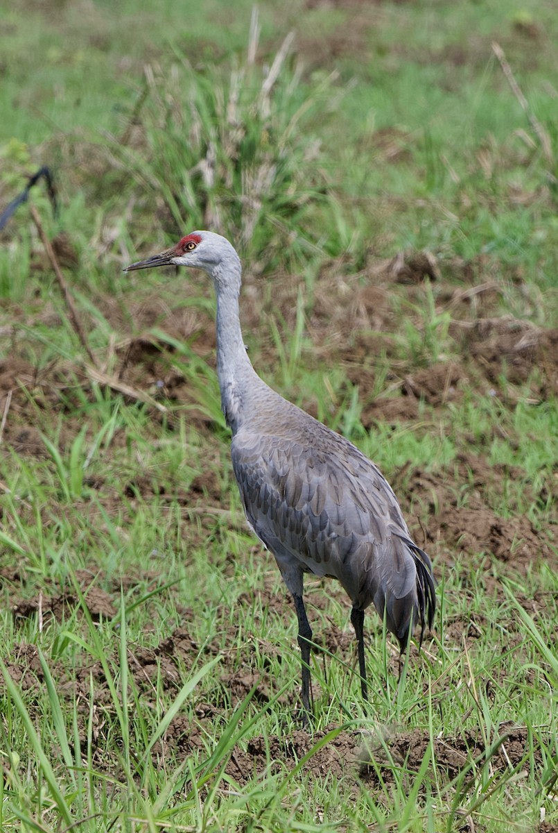 Sandhill Crane (Lesser) - ML646310755