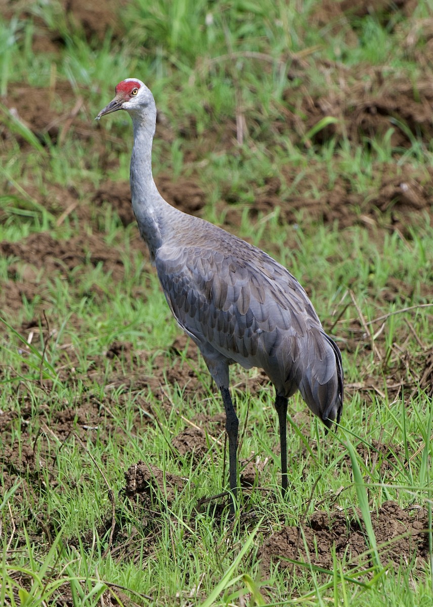Sandhill Crane (Lesser) - ML646310756