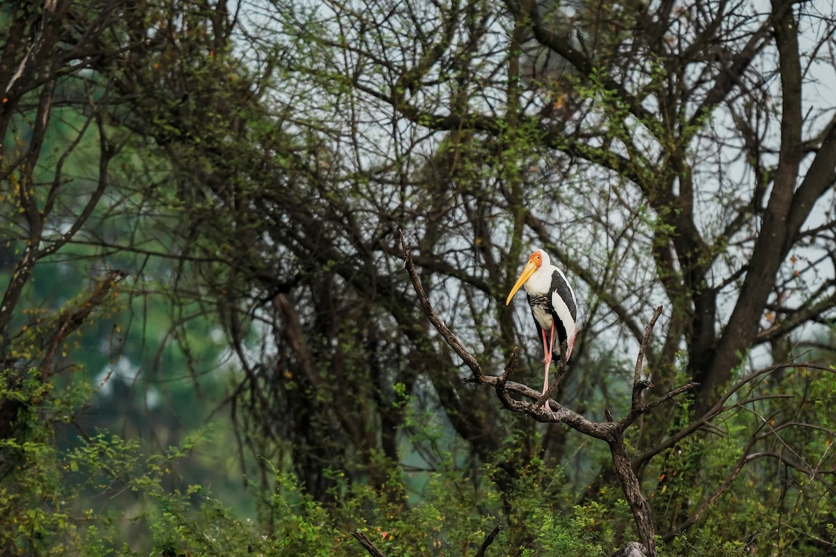 Painted Stork - ML646310760