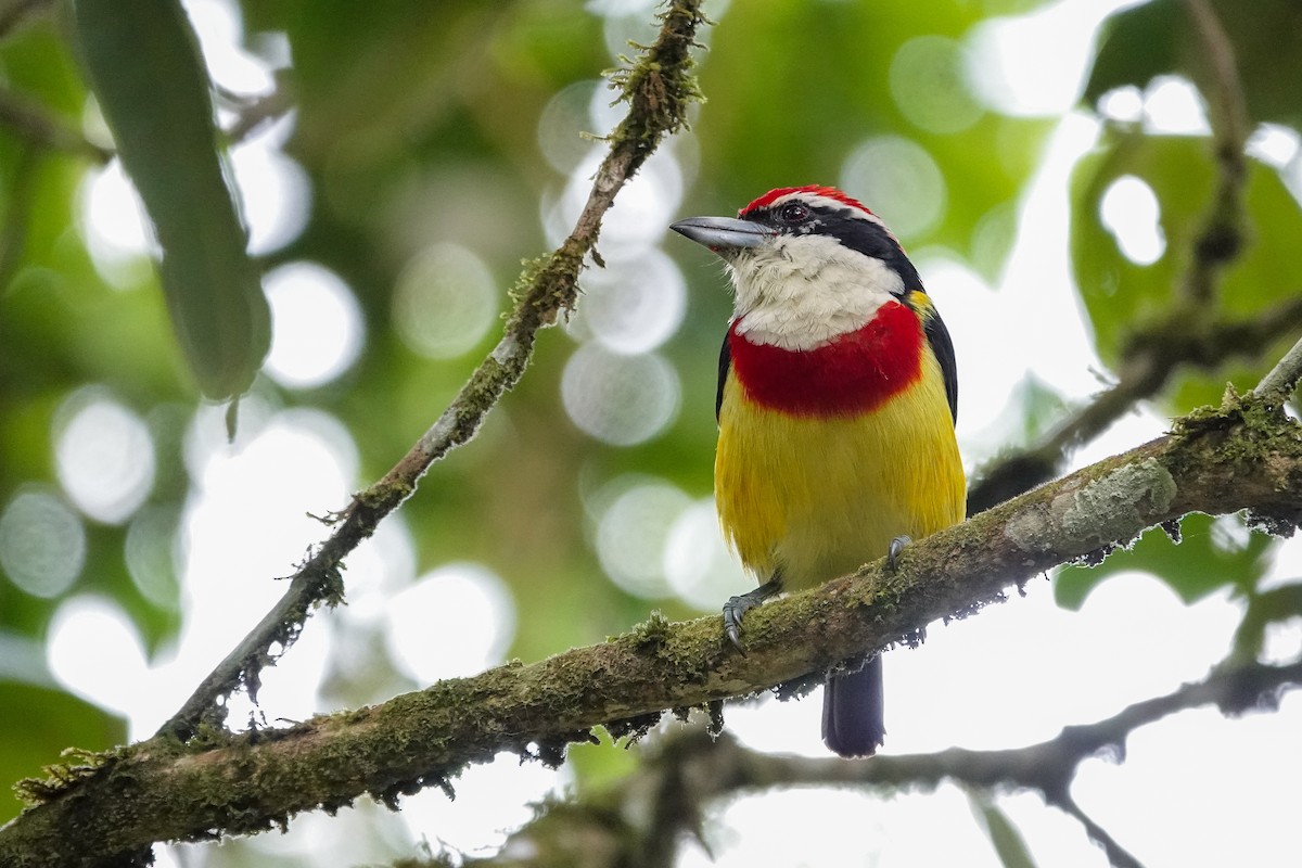 Scarlet-banded Barbet - ML646310761