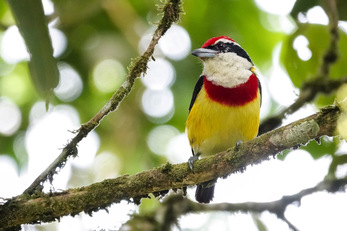 Scarlet-banded Barbet - ML646310762