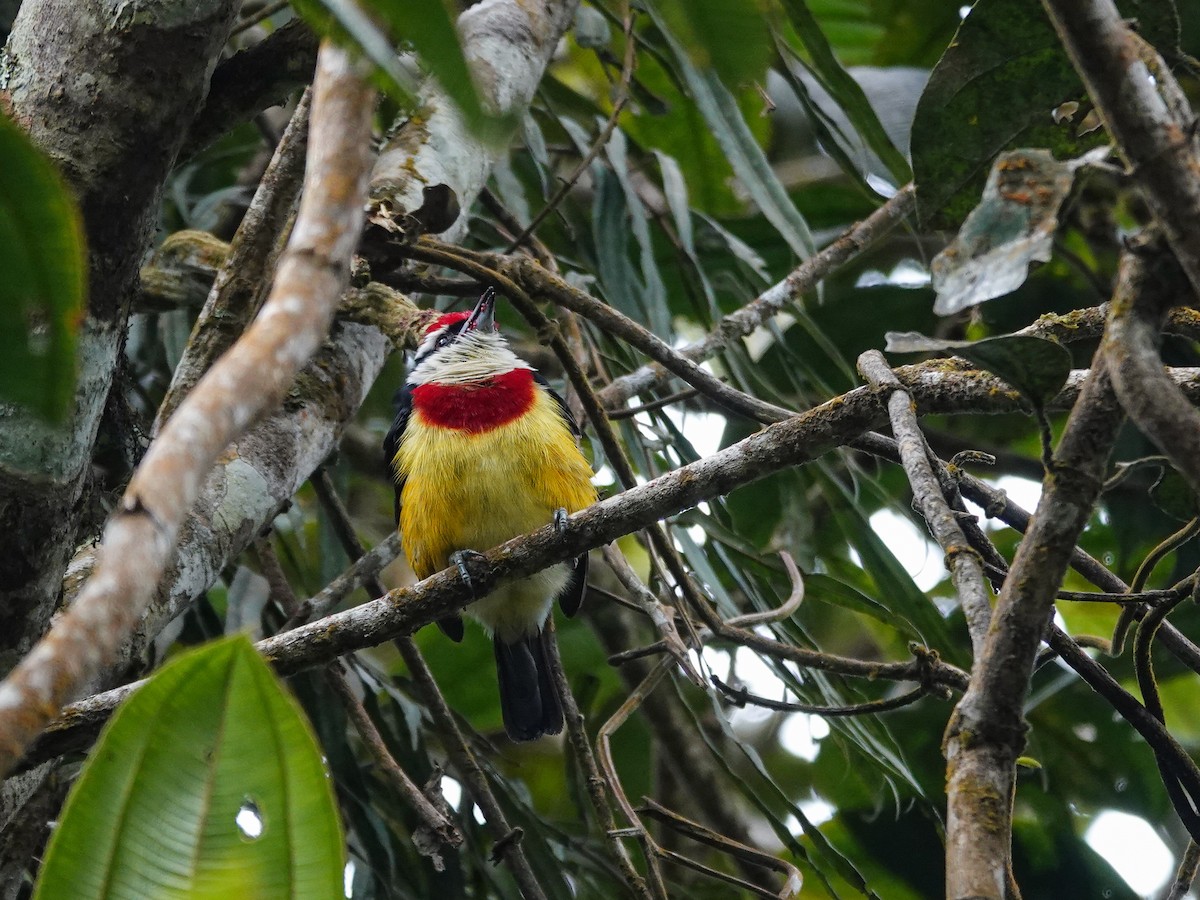 Scarlet-banded Barbet - ML646310763