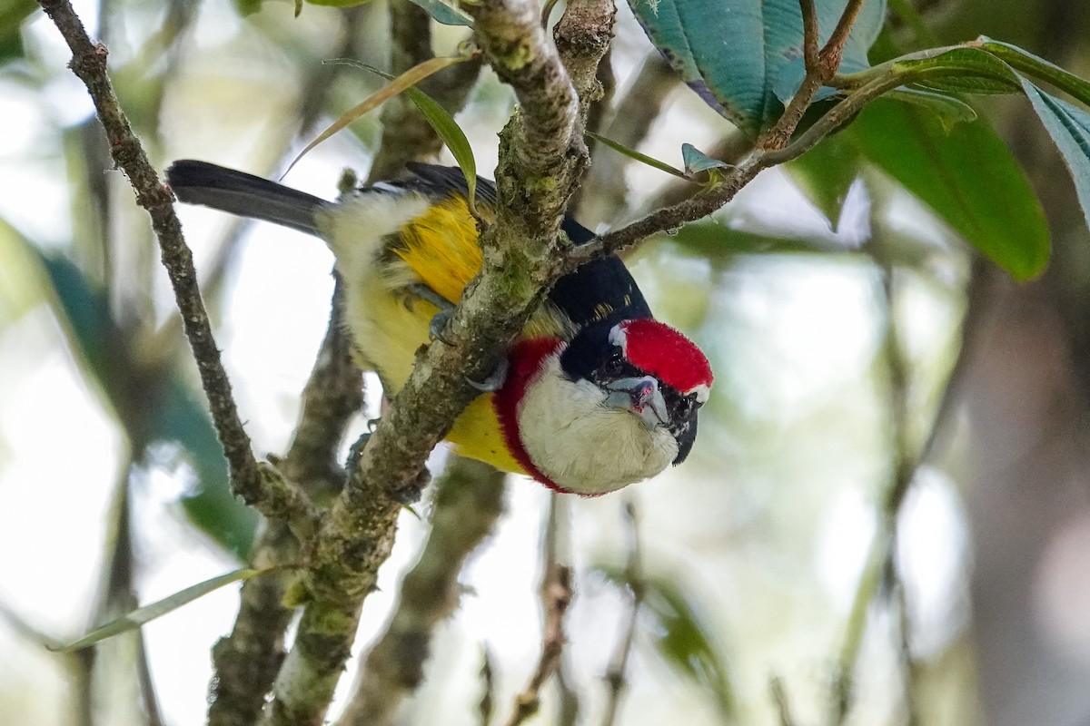 Scarlet-banded Barbet - ML646310764