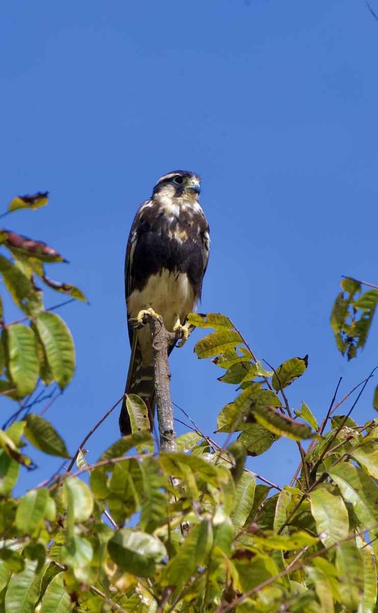 Aplomado Falcon - ML646310773