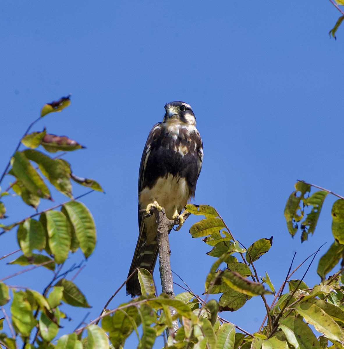 Aplomado Falcon - ML646310774