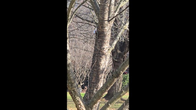 נקר צהוב-בטן - ML646310775