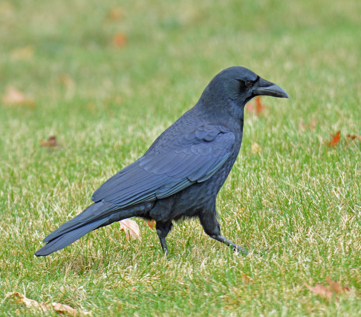American Crow - ML646310779