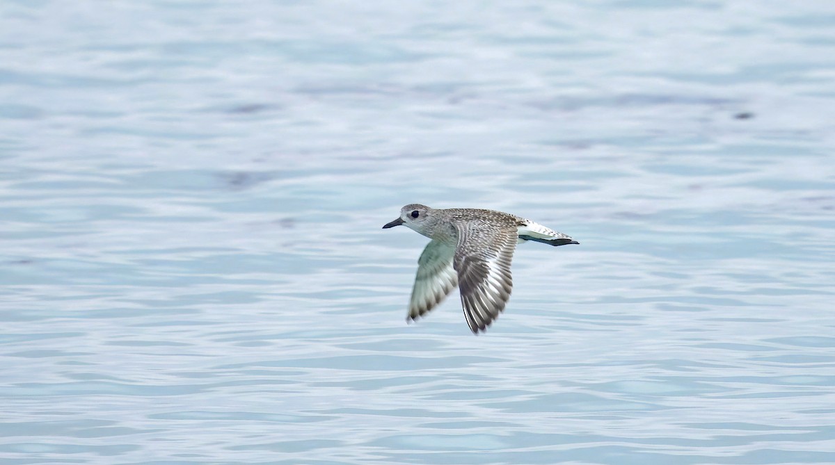 Chorlito Gris - ML646310793