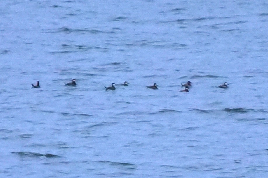 Ruddy Duck - ML646310795