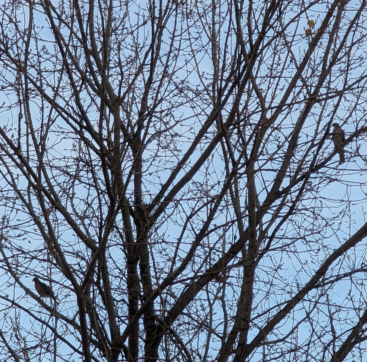 Cooper's Hawk - ML646310796