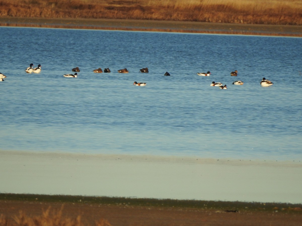 Ipar-ahatea - ML646310812