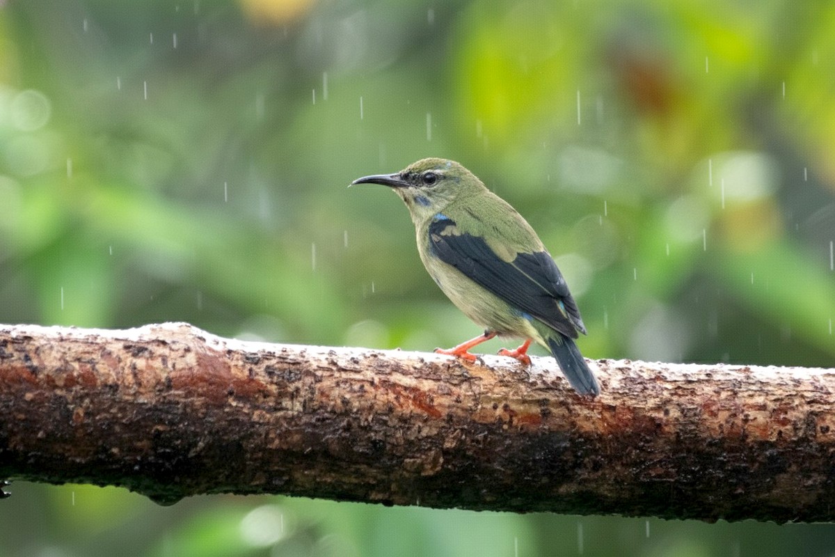 Red-legged Honeycreeper - ML646310819