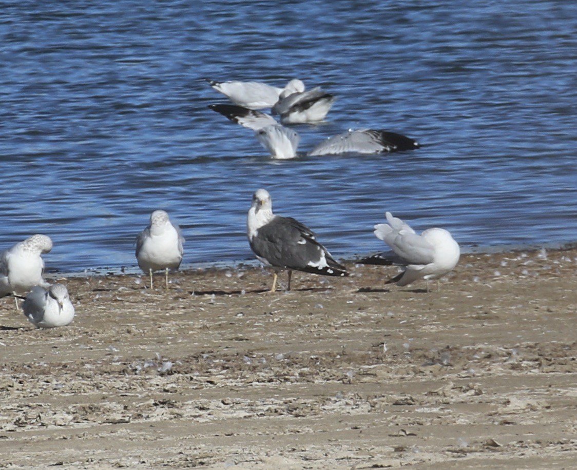 Kaio iluna - ML646310833