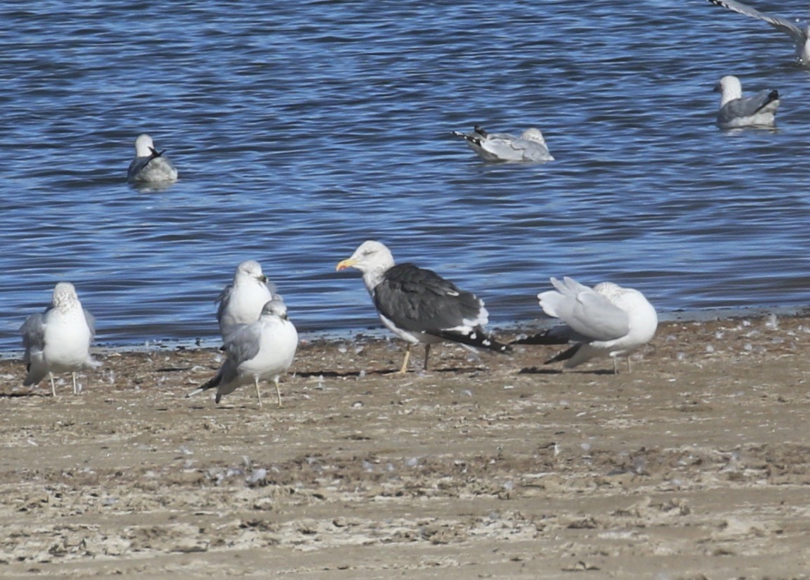 Kaio iluna - ML646310843