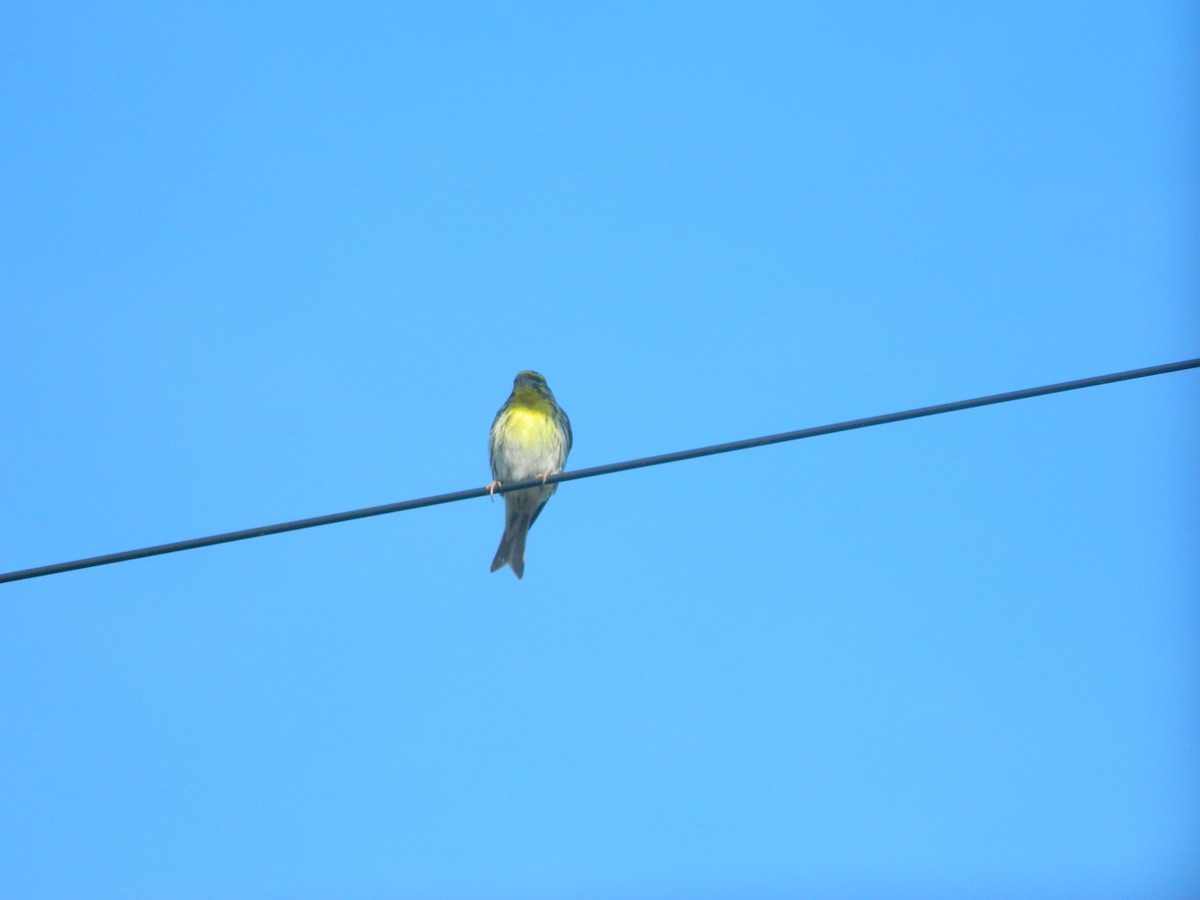 Txirriskila arrunta - ML646310856