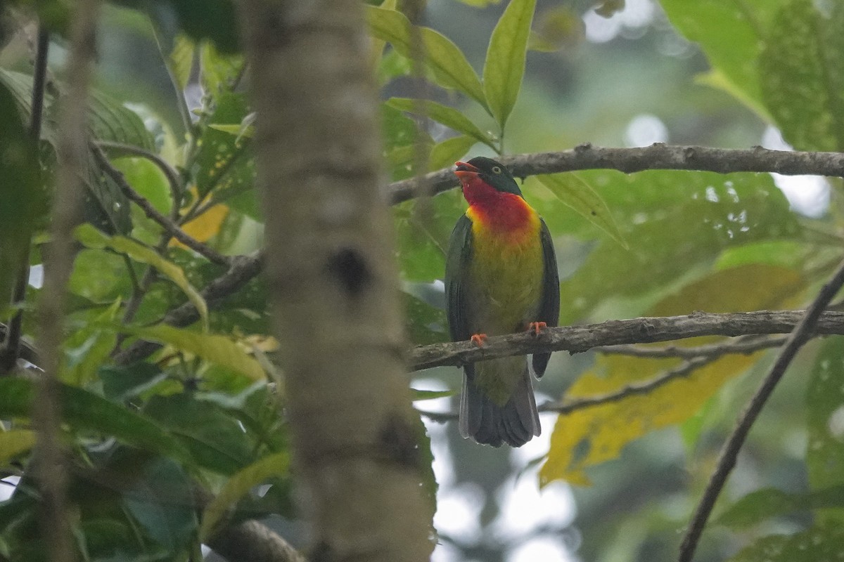 ムネアカミドリカザリドリ - ML646310863