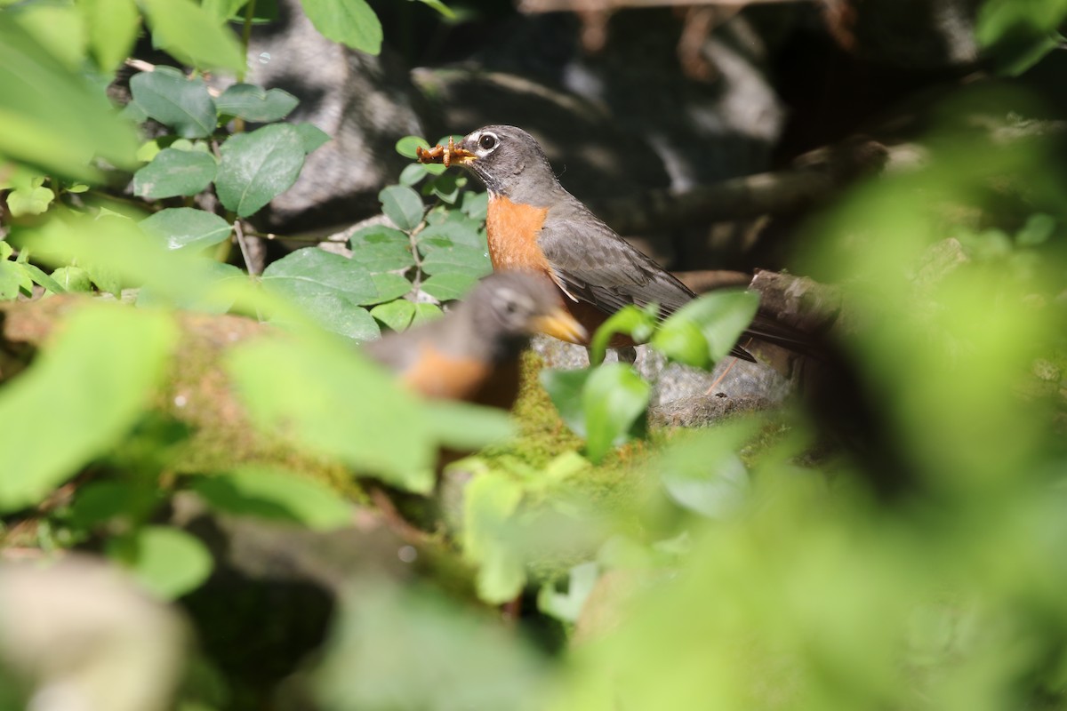 American Robin - ML646310866