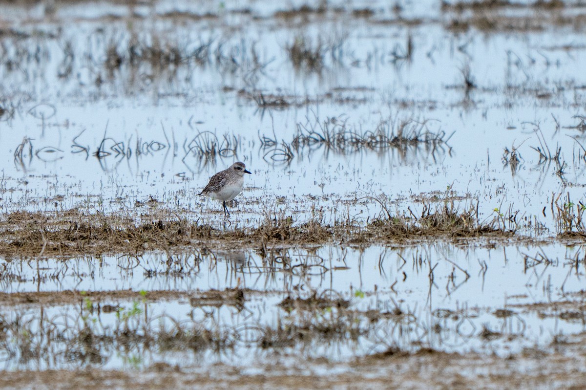 Chorlito Gris - ML646310887
