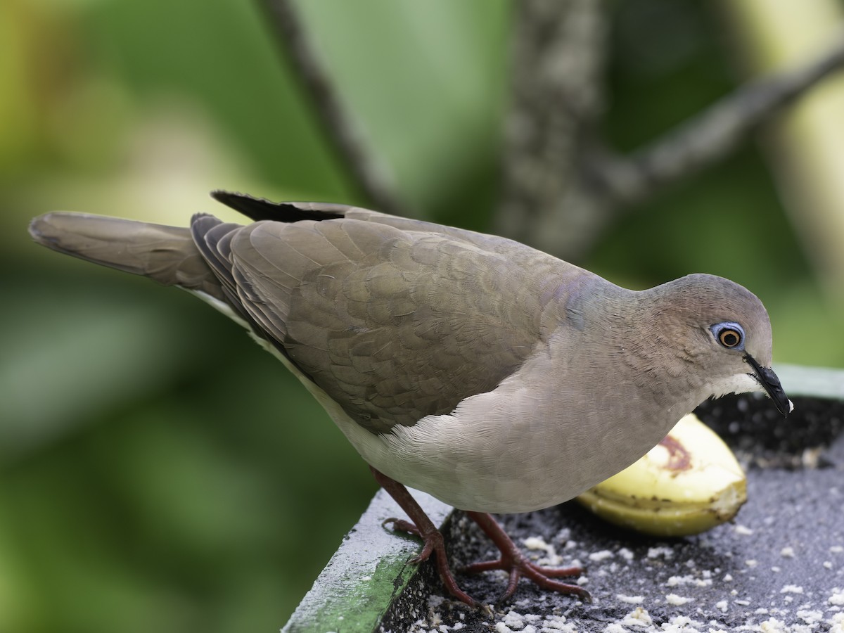 White-tipped Dove - ML646310888