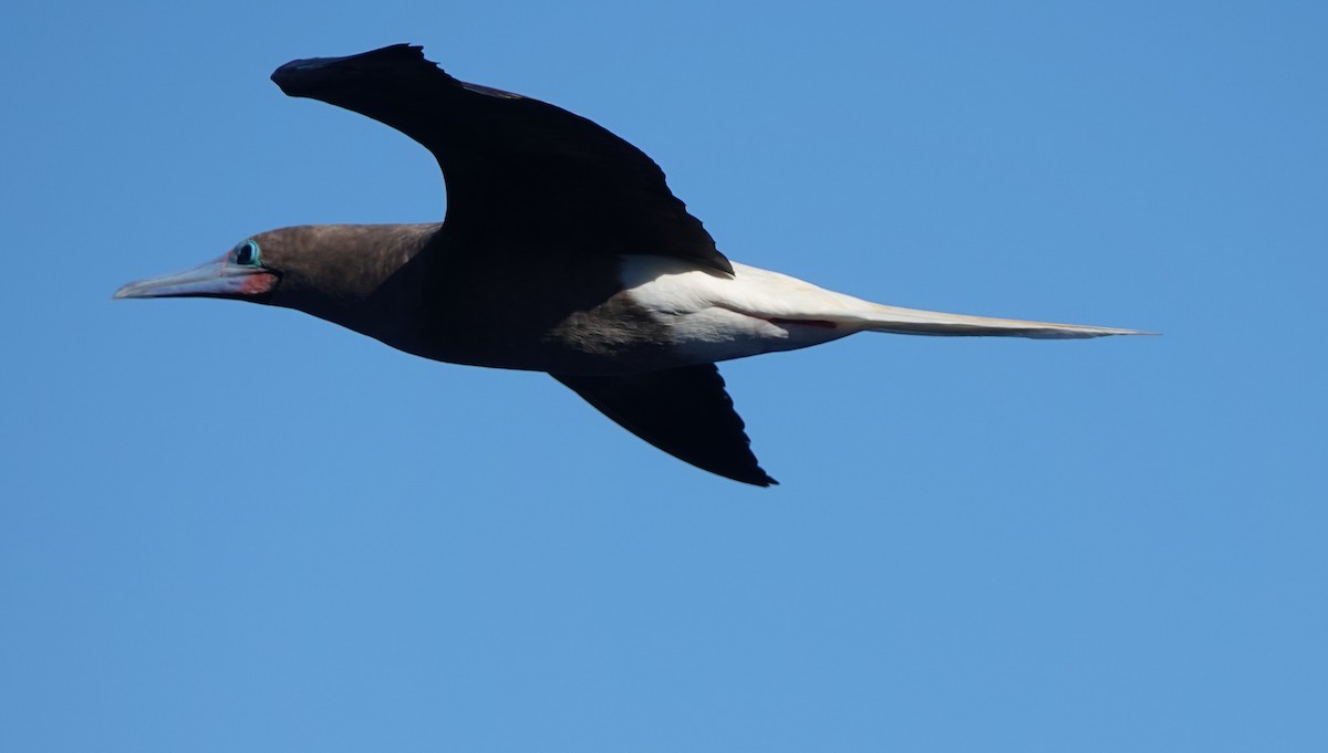 Сула червононога - ML646310902