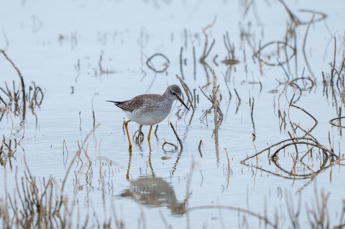 Totano zampegialle minore - ML646310903