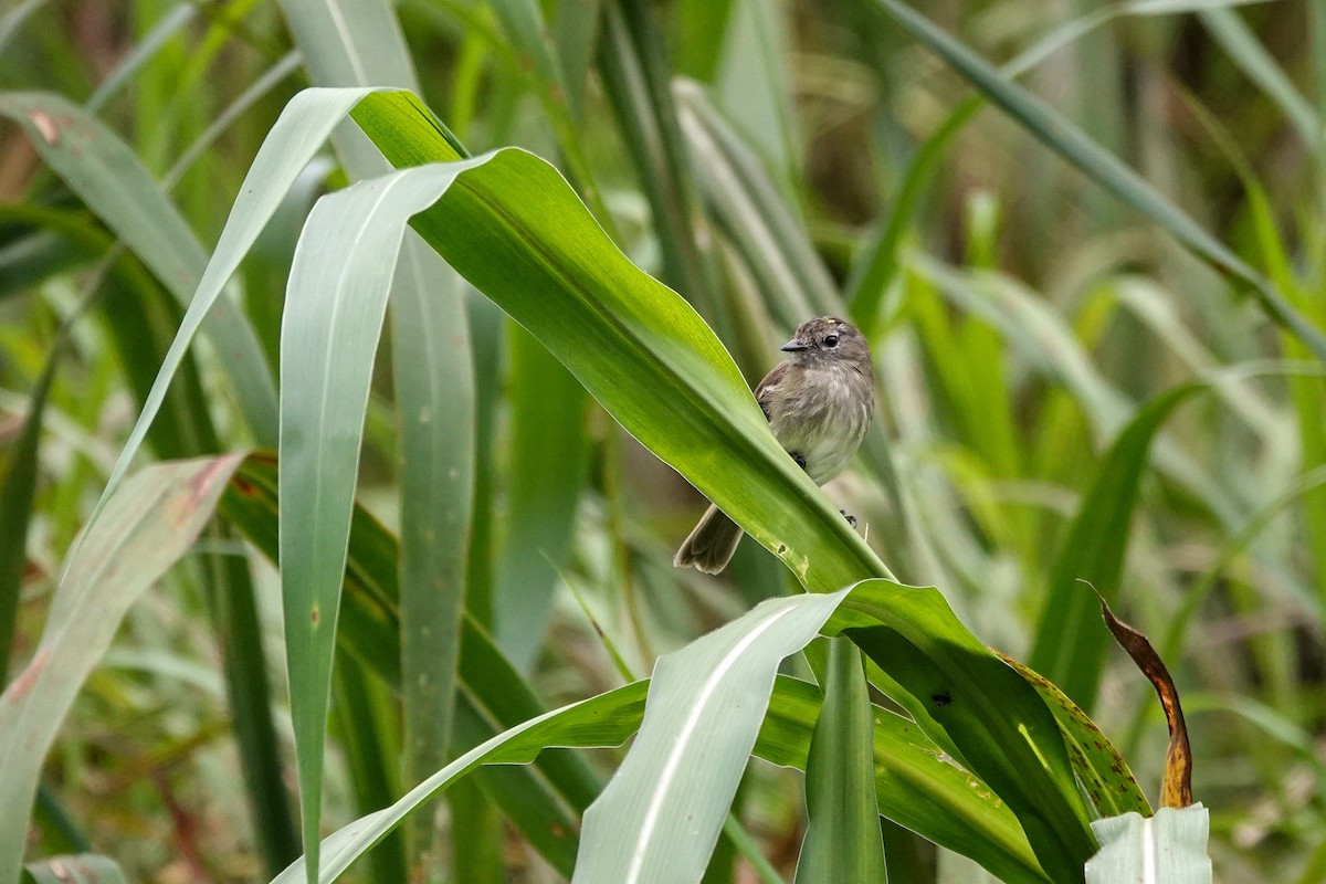 Olive-chested Flycatcher - ML646310906