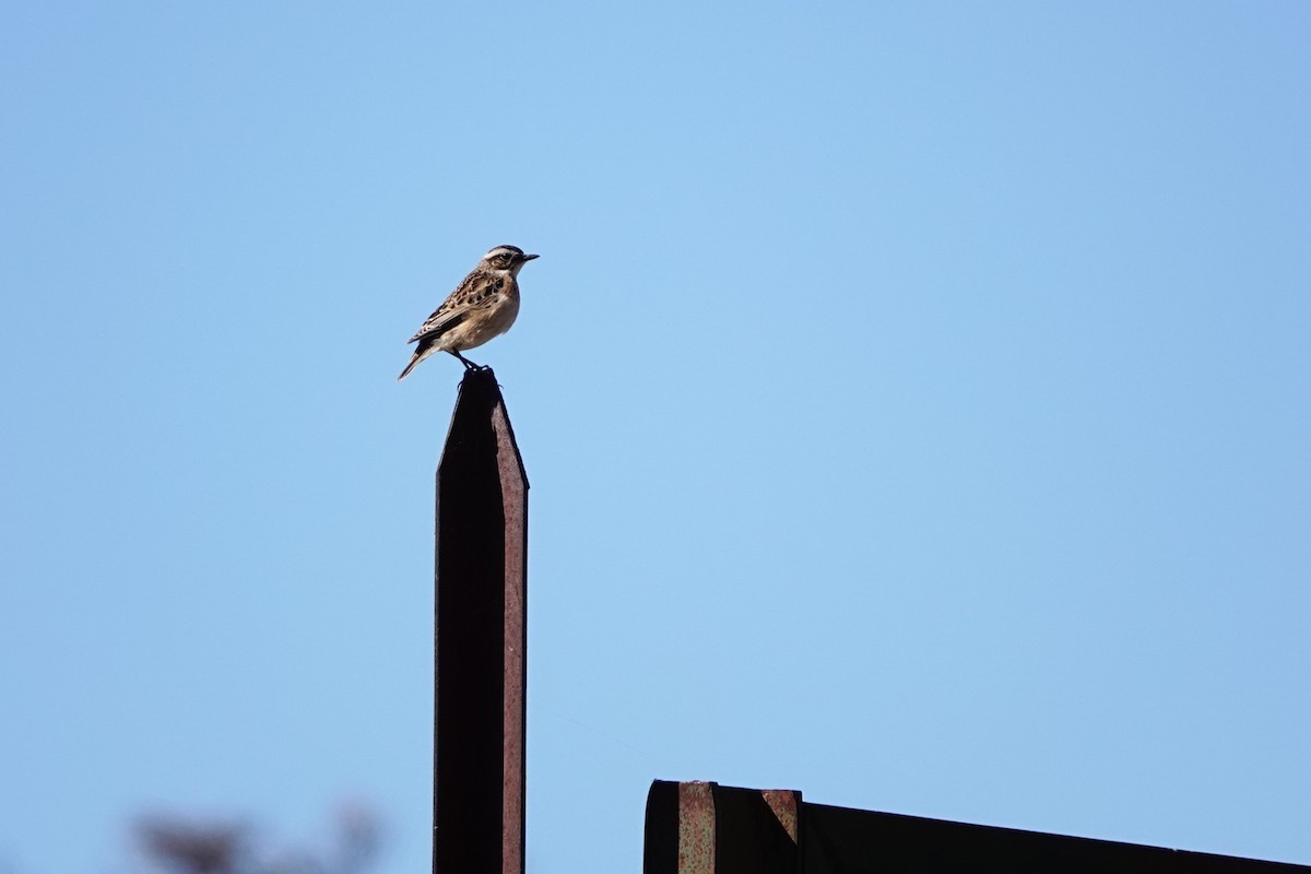 Whinchat - ML646310916