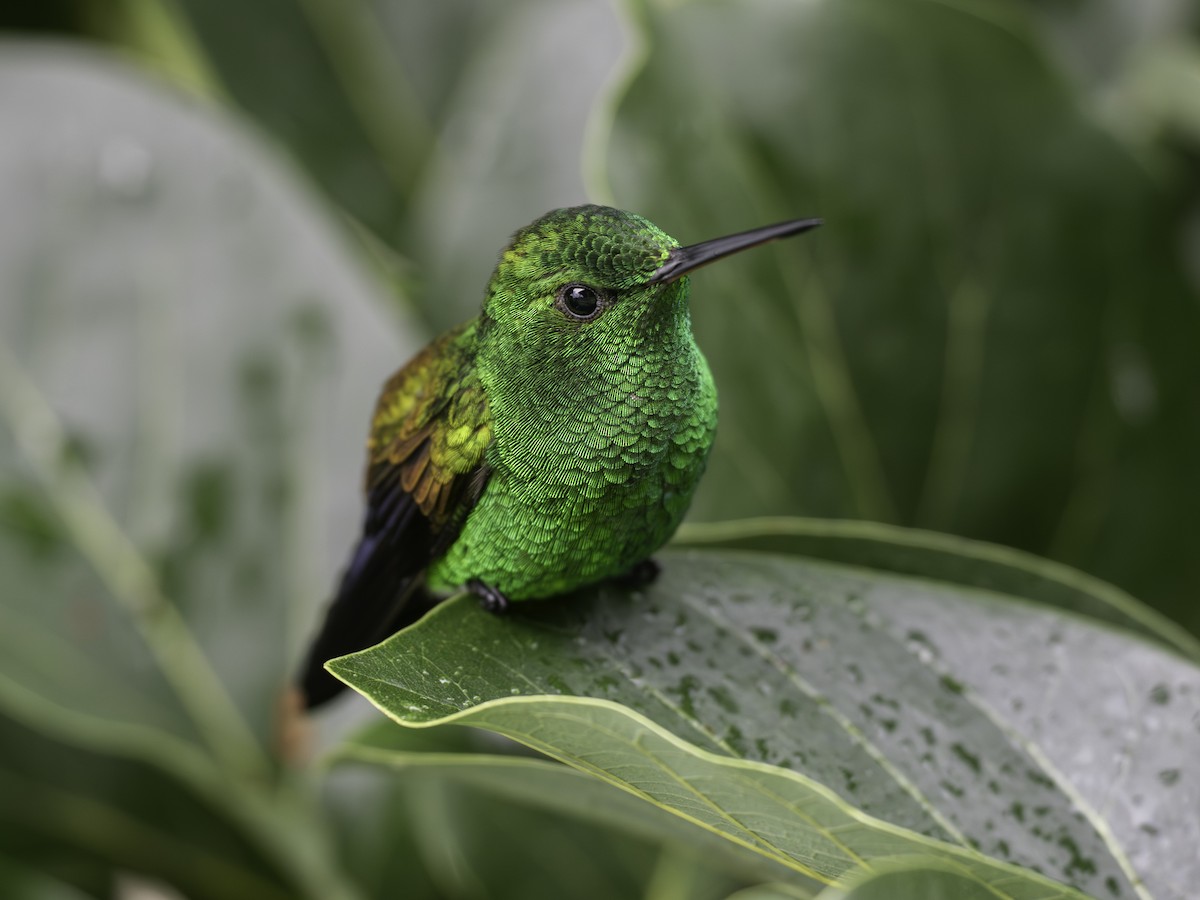 Copper-rumped Hummingbird - ML646310919