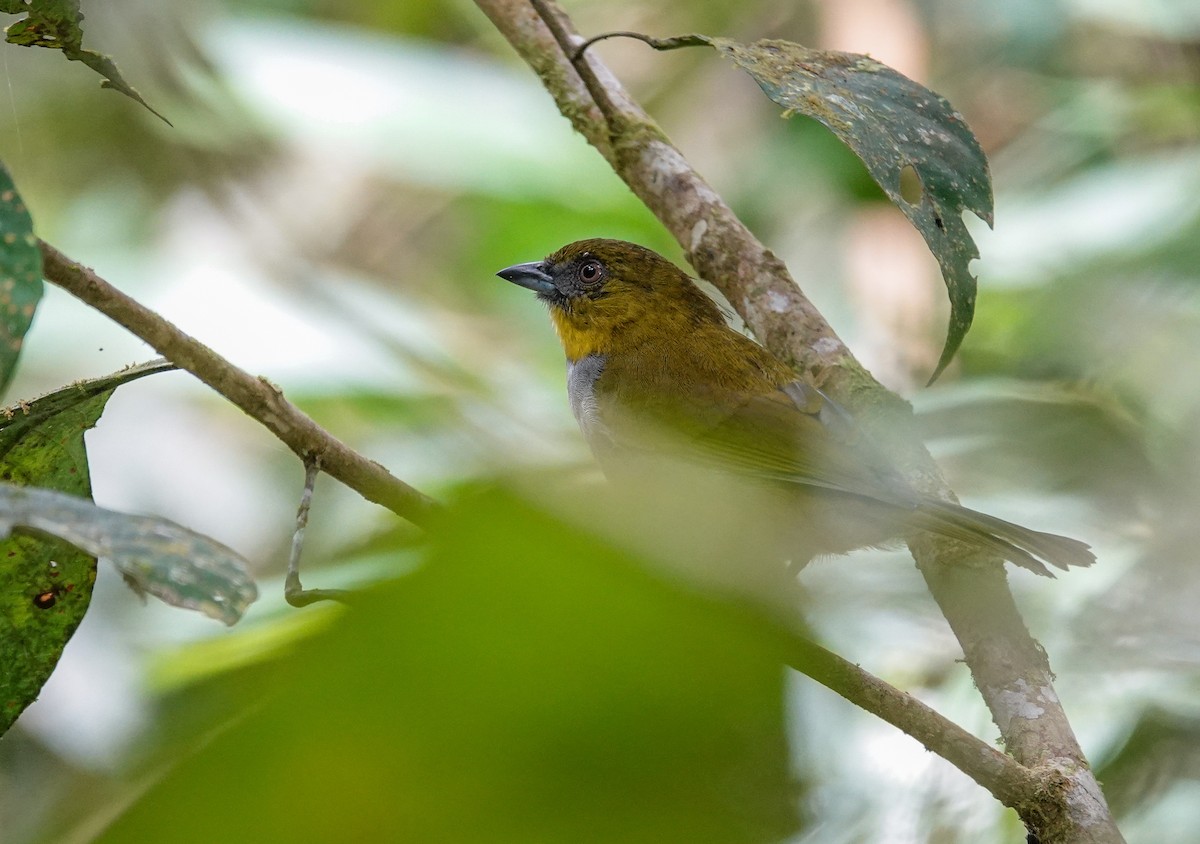 Yellow-throated Chlorospingus (Yellow-throated) - ML646310921