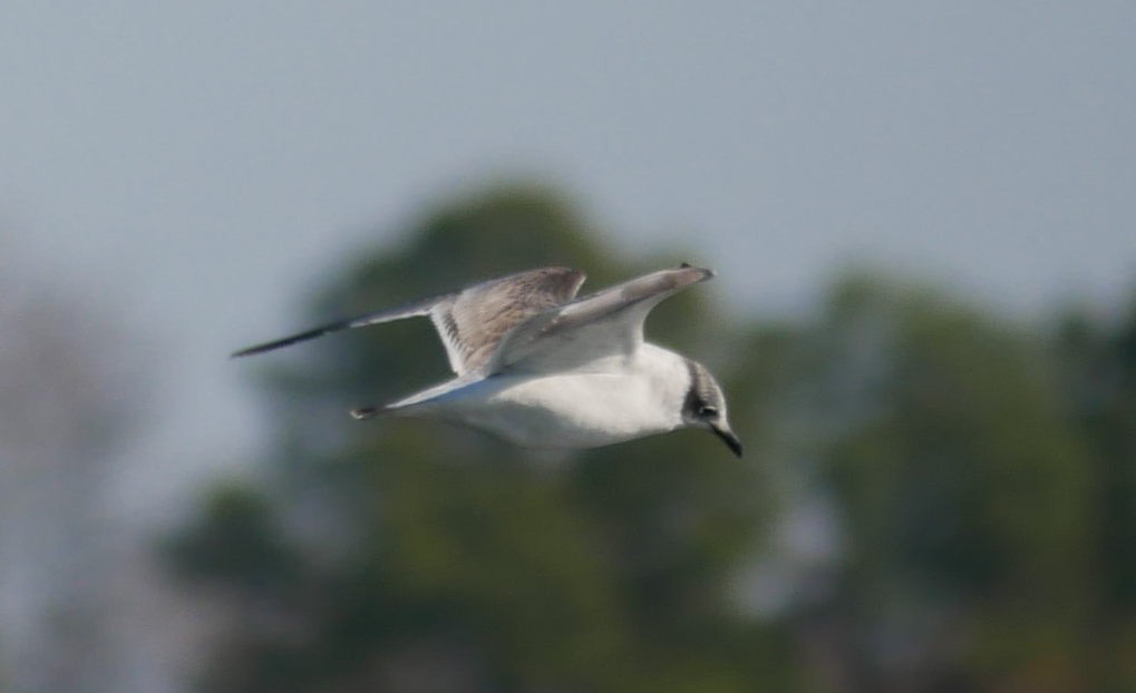 アメリカズグロカモメ - ML646310924