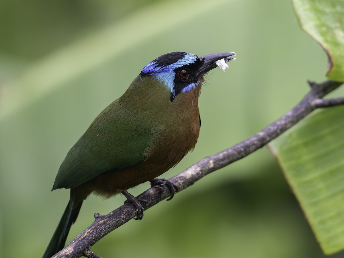 Trinidad Motmot - ML646310927