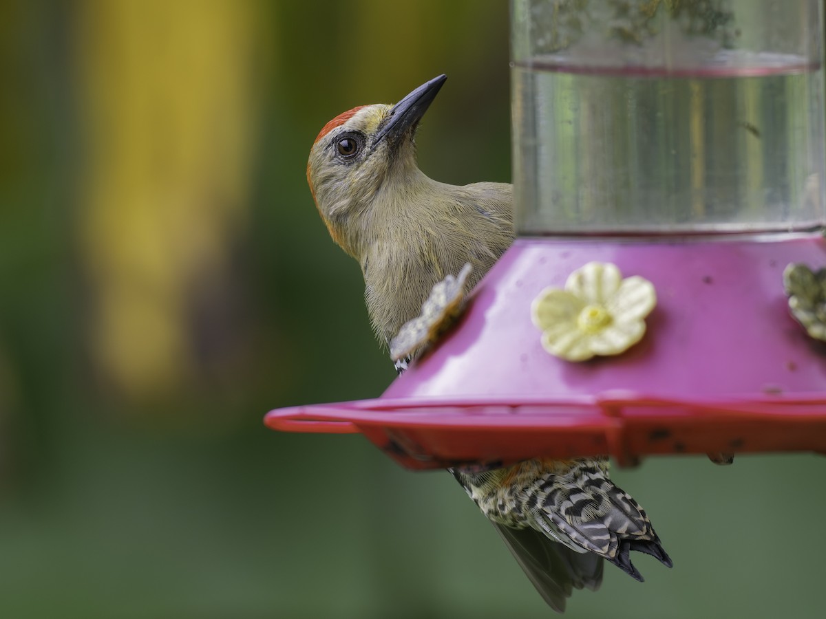 Red-crowned Woodpecker - ML646310935