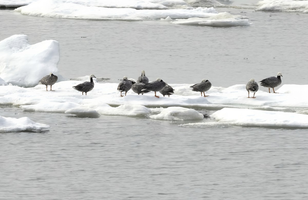 Emperor Goose - ML646310936