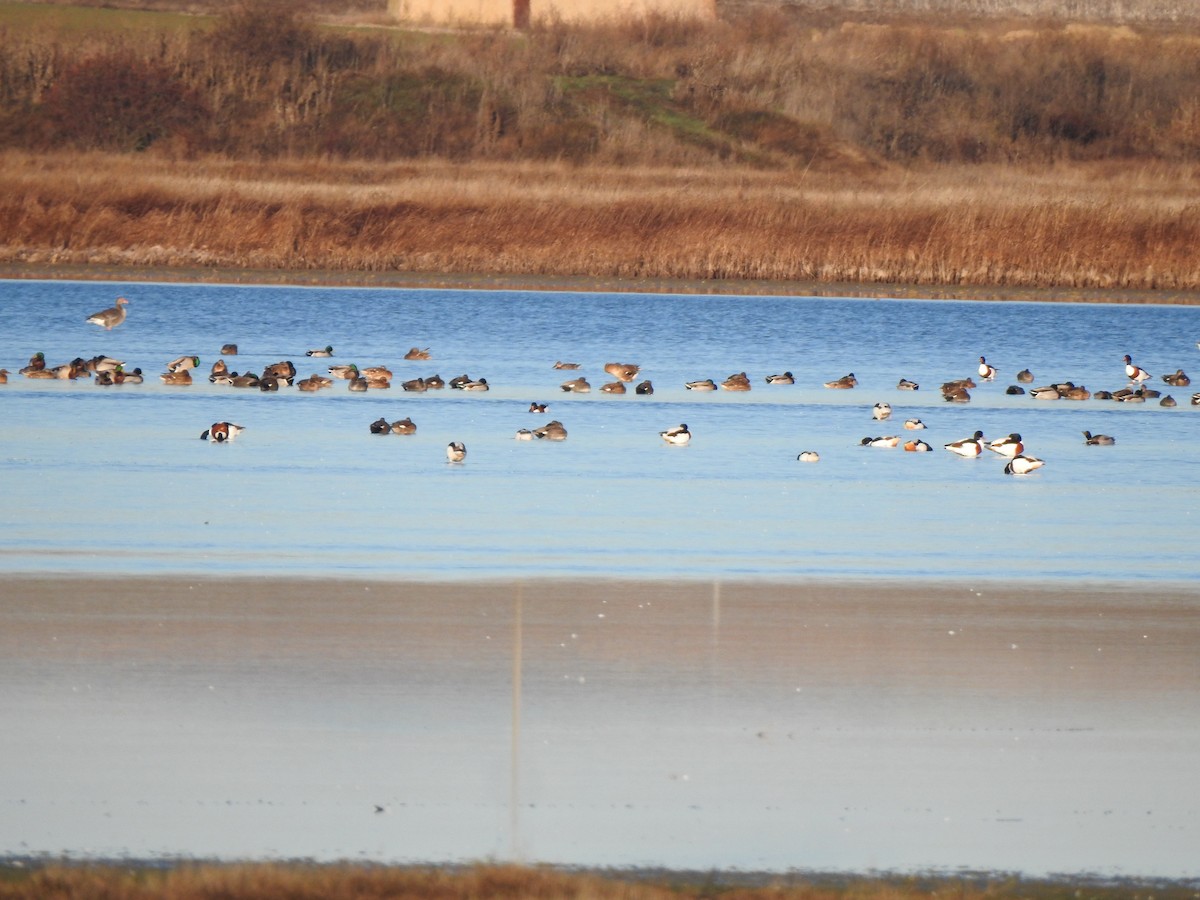 Ipar-ahatea - ML646310938