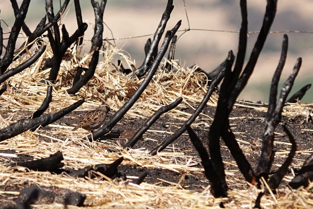 Wood Lark - ML646310939