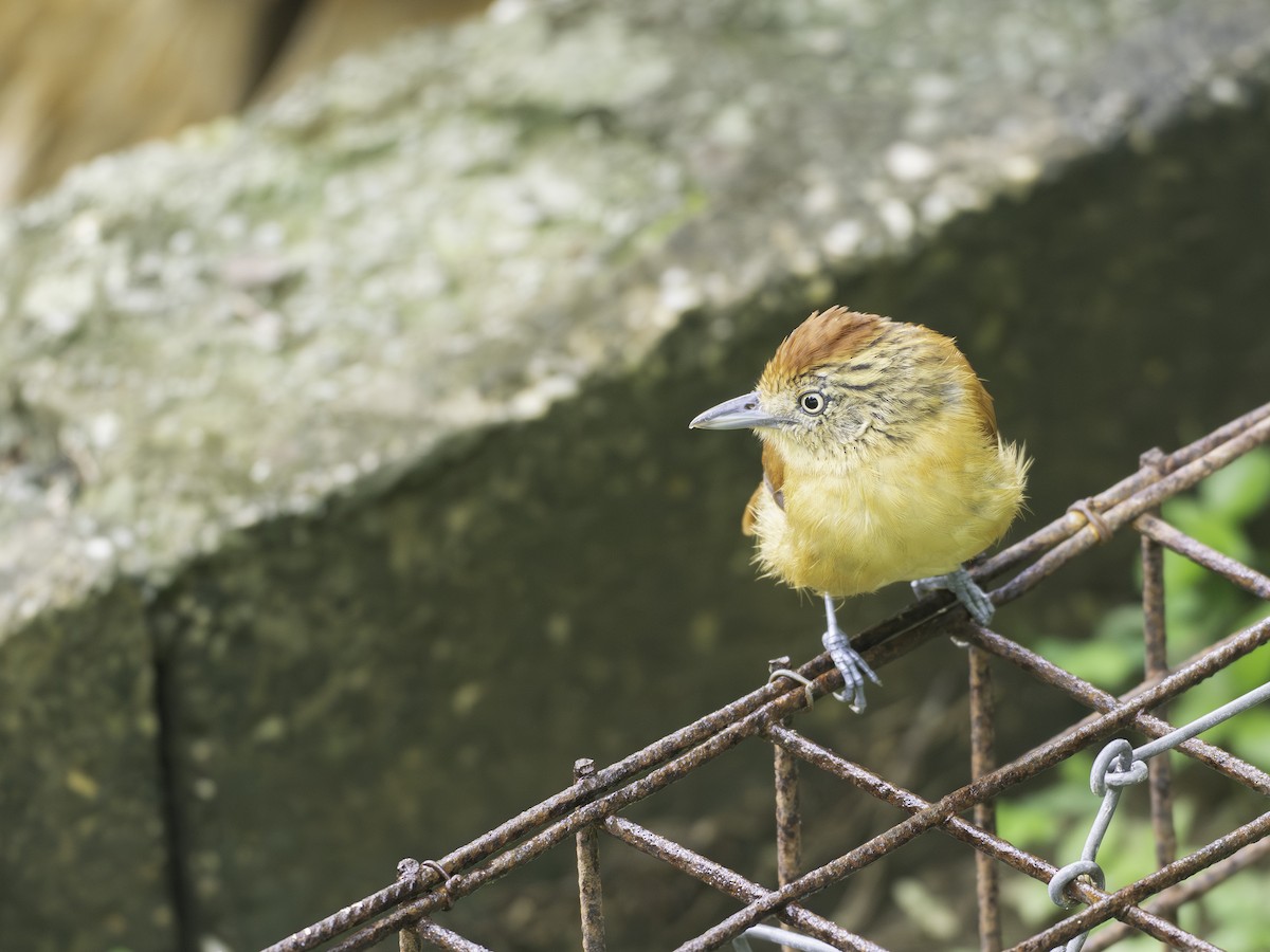 Barred Antshrike - ML646310945