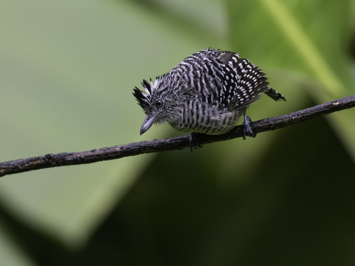 Barred Antshrike - ML646310947