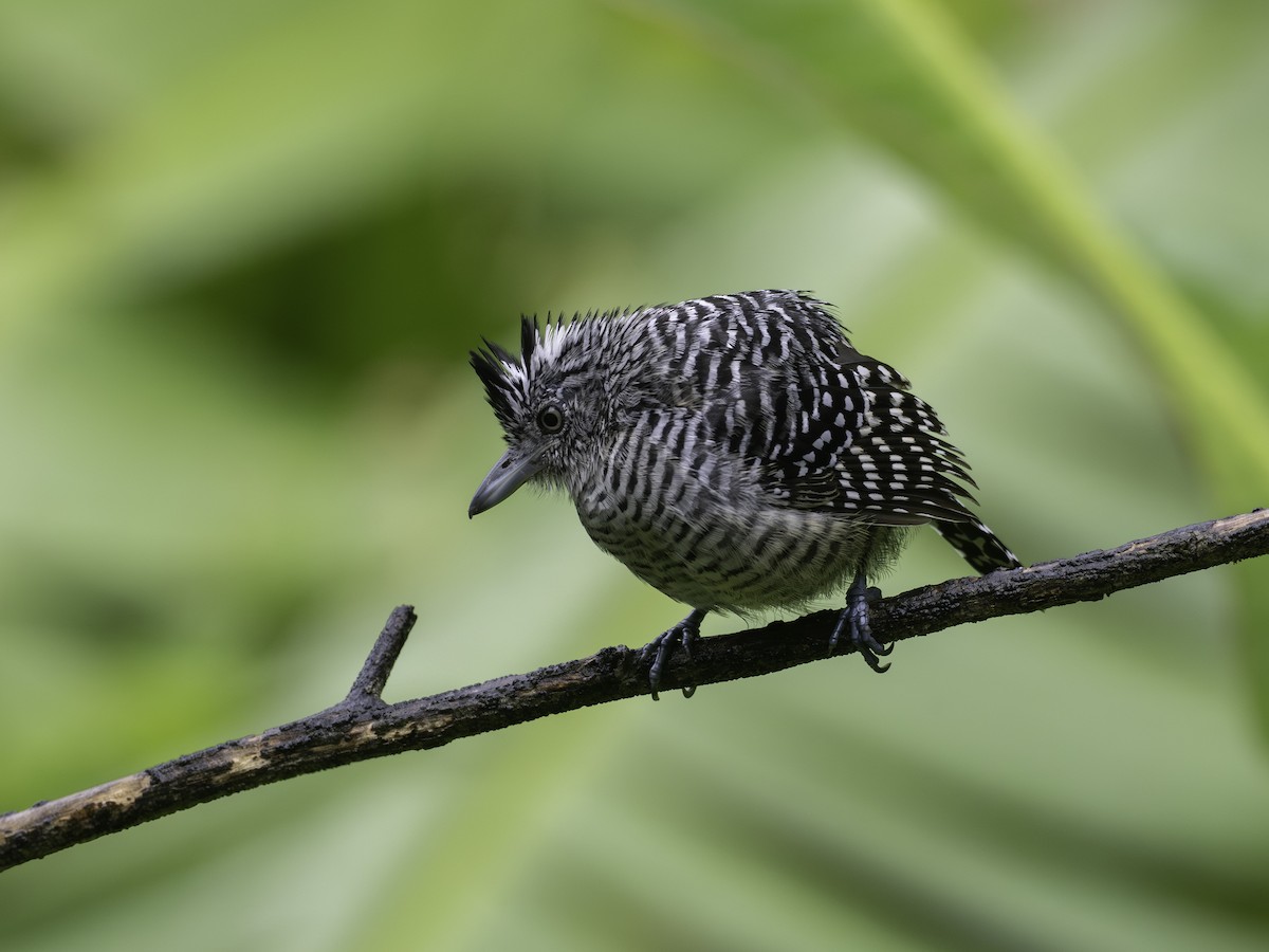Barred Antshrike - ML646310948