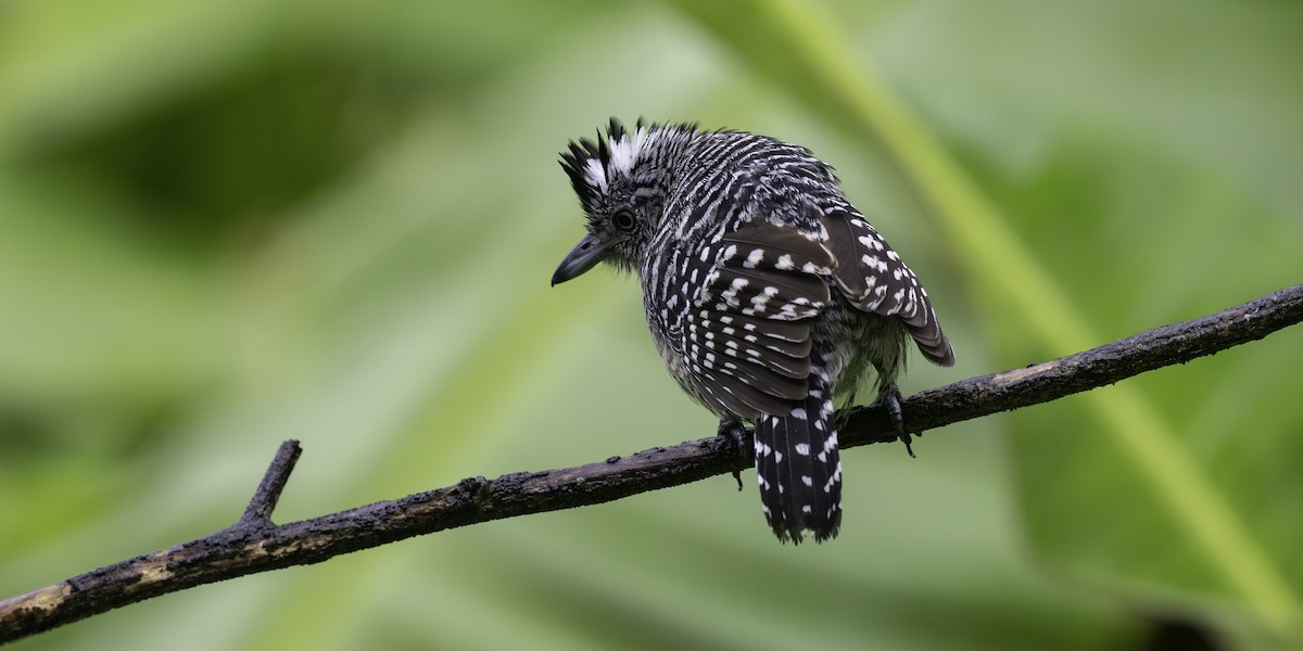 Barred Antshrike - ML646310949