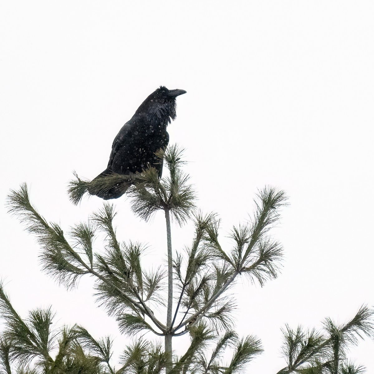 עורב שחור - ML646310954