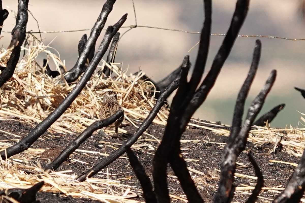 Wood Lark - ML646310959